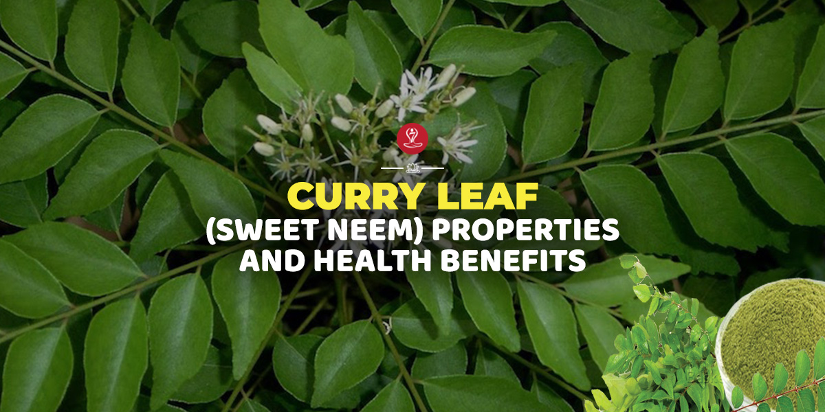 benefits of Curry leaves