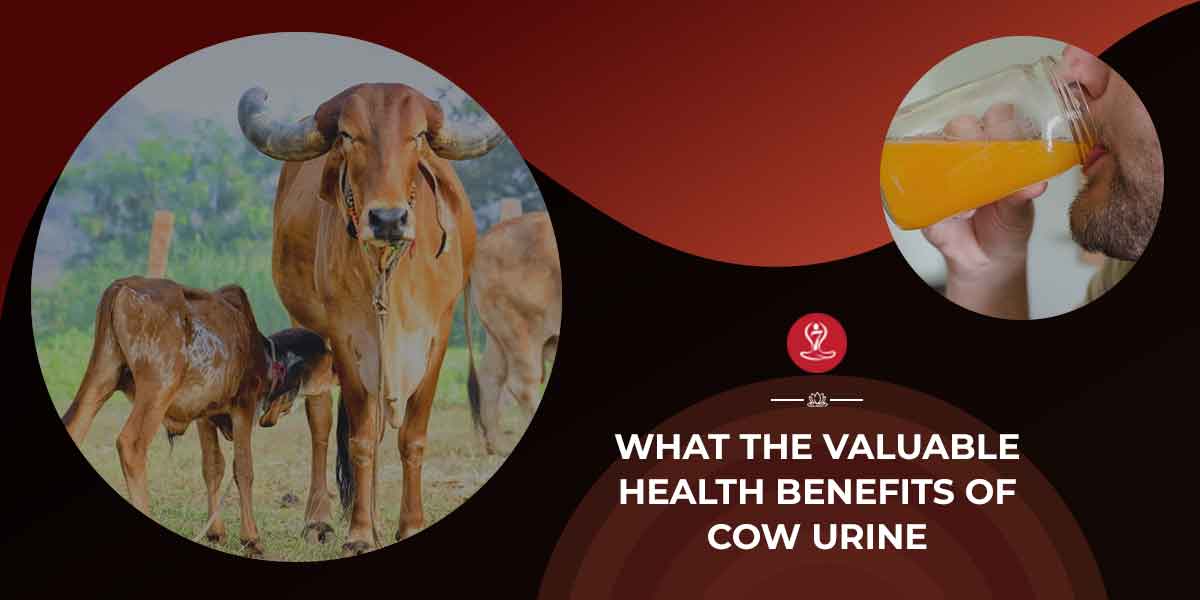 benefits of Cow Urine