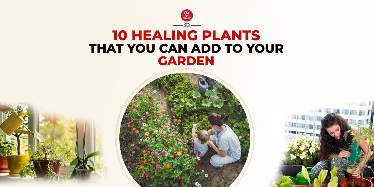 10 healing plants