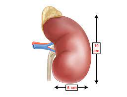 Normal Kidney Size And Indications Of Its Change 